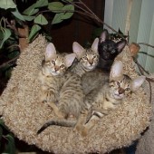 tori kittens 8 wks-02